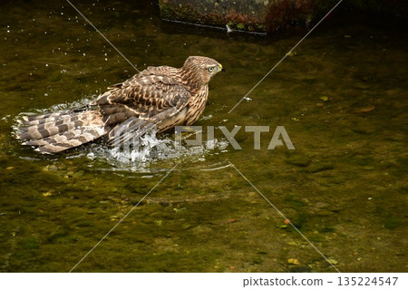 Northern goshawk chick bathing Northern goshawk chick bathing 135224547