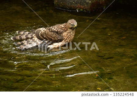 Northern goshawk chick bathing Northern goshawk chick bathing 135224548