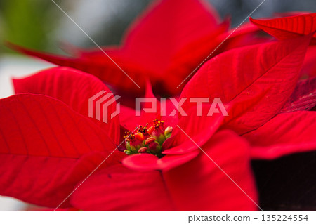 植物園聖誕節 135224554