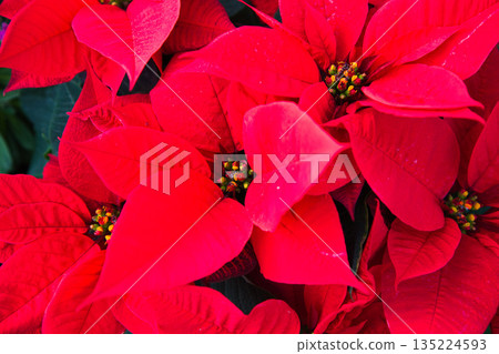 Botanical garden Christmas 135224593