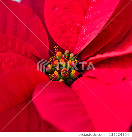 Botanical garden Christmas Botanical garden Christmas 135224594