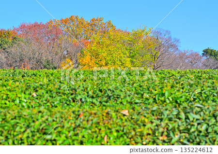 Autumn leaves and tea fields, Sayama tea, Hira Hills in late autumn, Tokorozawa City Autumn leaves and tea fields, Sayama tea, Hira Hills in late autumn, Tokorozawa City 135224612