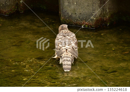 蒼鷹幼鳥洗澡 蒼鷹幼鳥洗澡 135224618