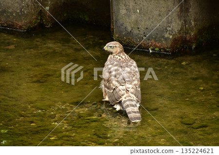 蒼鷹幼鳥洗澡 蒼鷹幼鳥洗澡 135224621