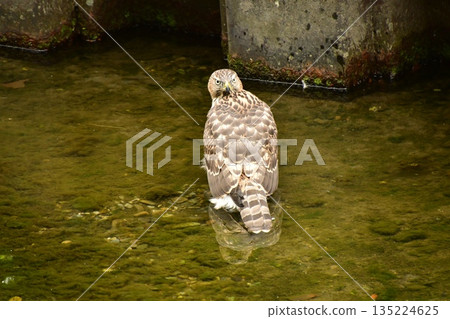 蒼鷹幼鳥洗澡 135224625
