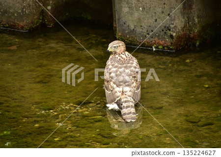 Northern goshawk chick bathing 135224627