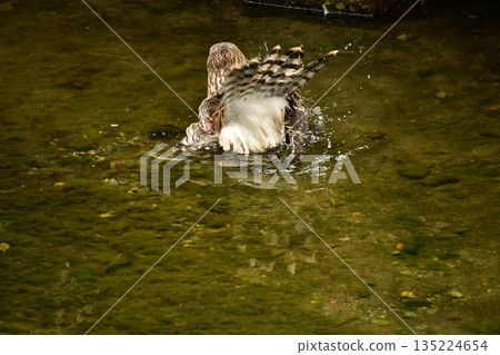 蒼鷹幼鳥洗澡 蒼鷹幼鳥洗澡 135224654