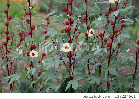 Cute roselle flowers Cute roselle flowers 135224661