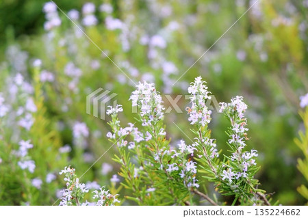Refreshing rosemary flower Refreshing rosemary flower 135224662