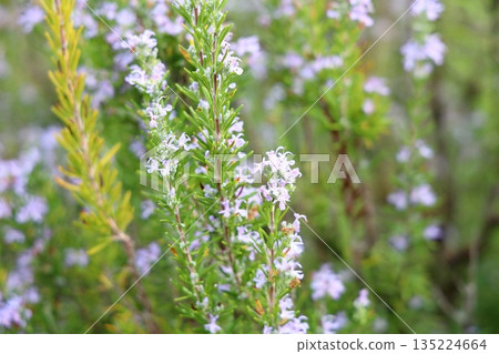 Refreshing rosemary flower 135224664