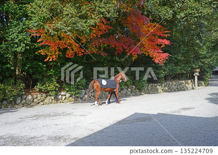 Ise Grand Shrine Inner Shrine Sacred Horse Worship 135224709