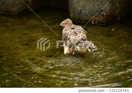 蒼鷹幼鳥洗澡 135224763