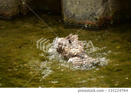 Northern goshawk chick bathing Northern goshawk chick bathing 135224764