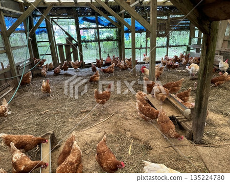 Chicken Chicken 135224780