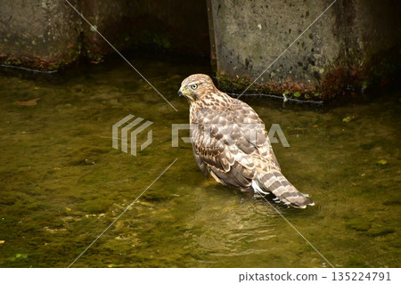 蒼鷹幼鳥洗澡 蒼鷹幼鳥洗澡 135224791