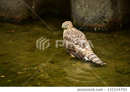 蒼鷹幼鳥洗澡 蒼鷹幼鳥洗澡 135224793