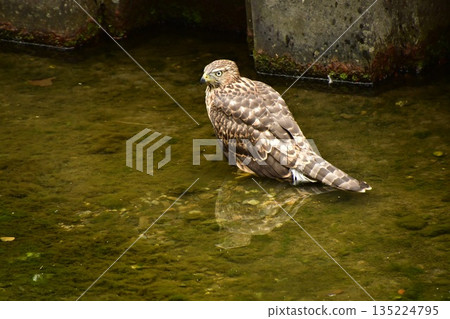 Northern goshawk chick bathing 135224795