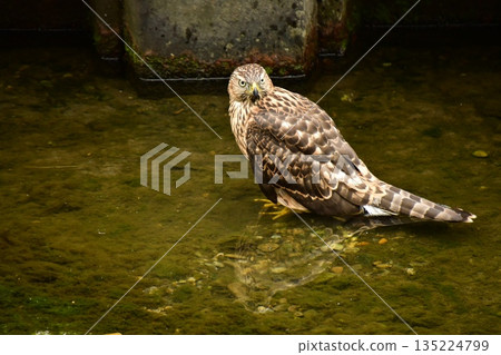 Northern goshawk chick bathing Northern goshawk chick bathing 135224799