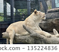 獅子 135224836