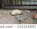 龜 135224891