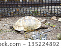 龜 135224892