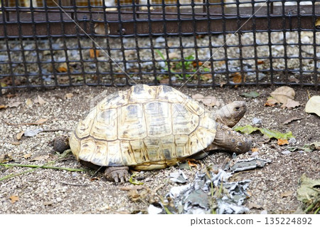 龜 135224892