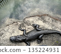 鱷魚 135224931