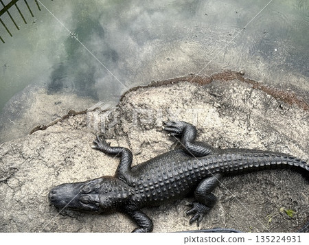 鱷魚 鱷魚 135224931