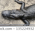 鱷魚 135224932