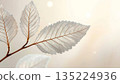 Delicate skeleton leaf minimalist background 135224936