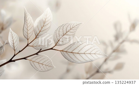 Delicate skeleton leaf minimalist background 135224937