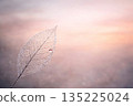 Skeleton leaves of droplets wrapped in the morning glow 135225024