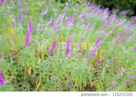 Refreshing Amethyst Sage Flowers 135225105