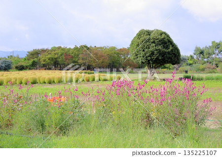 可愛的風鈴草 可愛的風鈴草 135225107