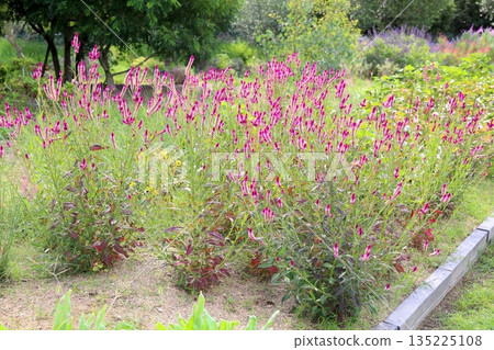 Cute bellflower 135225108