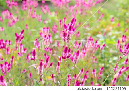 可愛的風鈴草 可愛的風鈴草 135225109