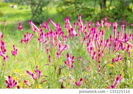 Cute bellflower 135225110