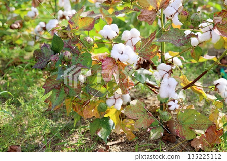 清爽的棉籽 135225112