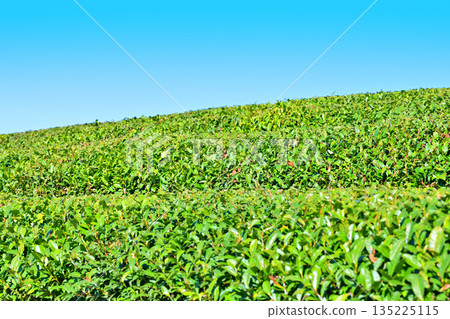 Tea fields, Sayama Tea, Hiranooka, Tokorozawa City Tea fields, Sayama Tea, Hiranooka, Tokorozawa City 135225115