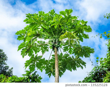 小濱島（沖繩縣竹富町）上的木瓜樹 135225128