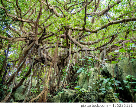 小木原（沖繩縣小濱島）榕樹林 135225151