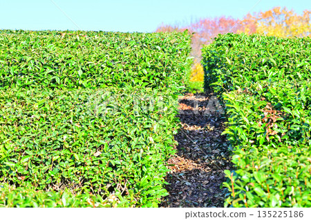 Tea fields, Sayama Tea, Hiranooka, Tokorozawa City 135225186
