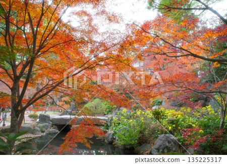 京都長岡天滿宮的秋葉 135225317