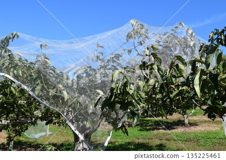 Persimmon tree Shonai, Yamagata Prefecture Persimmon tree Shonai, Yamagata Prefecture 135225461