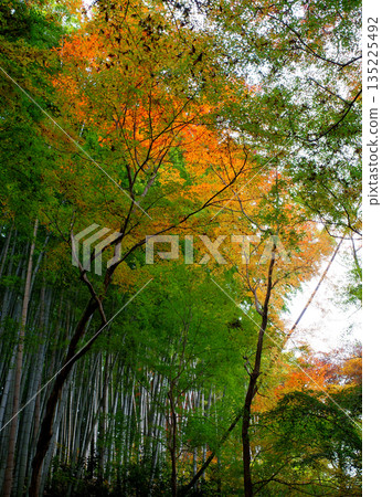 Autumn leaves at Jinnoji Temple in Kyoto Autumn leaves at Jinnoji Temple in Kyoto 135225492