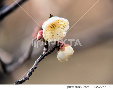 一月美麗的白色梅花 一月美麗的白色梅花 135225508
