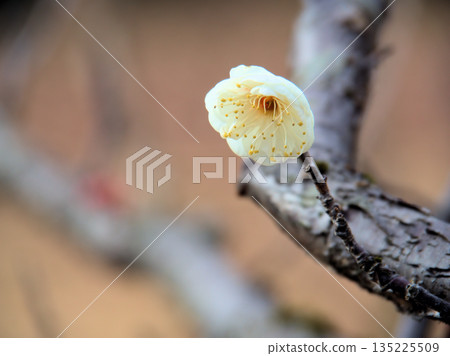 一月美麗的白色梅花 一月美麗的白色梅花 135225509
