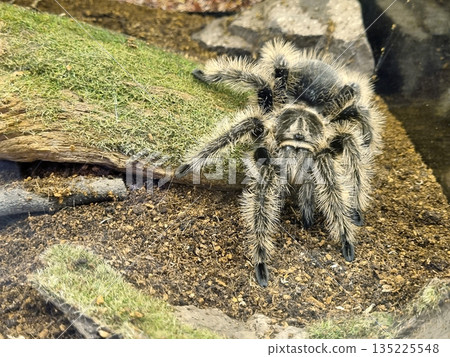 Close up of a Curly Hair Tarantula (Tliltocatl albopilosus) on soil and mossy wood in a terrarium. Detailed view of the fuzzy spider's long hairs and legs. Exotic pet arachnid photography. Close up of a Curly Hair Tarantula (Tliltocatl albopilosus) on soil and mossy wood in a terrarium. Detailed view of the fuzzy spider's long hairs and legs. Exotic pet arachnid photography. 135225548