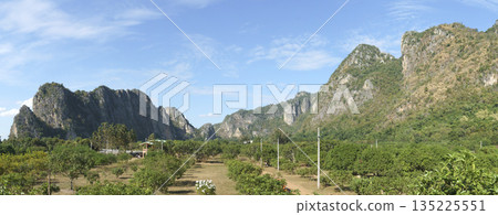 Wide panoramic view of limestone karst mountains rising above a lush green fruit orchard under a clear blue sky. Rural landscape in a tropical region with beautiful natural scenery. Wide panoramic view of limestone karst mountains rising above a lush green fruit orchard under a clear blue sky. Rural landscape in a tropical region with beautiful natural scenery. 135225551