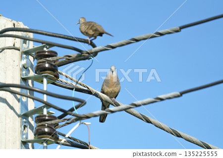 Two zebra doves perched on electrical power lines against a clear blue sky. Urban utility pole with insulators and thick cables. Nature and modern infrastructure photography in bright daylight. 135225555